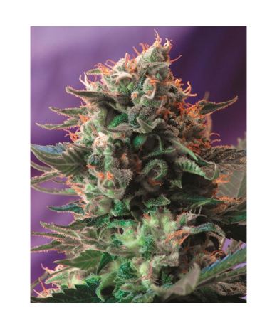 Semillas Jack 47 Fast Version feminizadas de Sweet Seed
