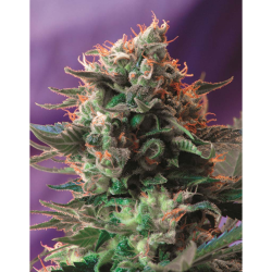 Semillas Jack 47 feminizadas de Sweet Seed