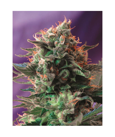 Semillas Jack 47 feminizadas de Sweet Seed