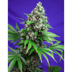 Semillas Killer Kush Fast Version feminizadas de Sweet Seed