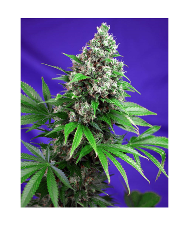 Semillas Killer Kush Fast Version feminizadas de Sweet Seed
