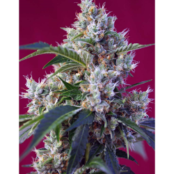 Semillas NYC Diesel feminizadas de Sweet Seed
