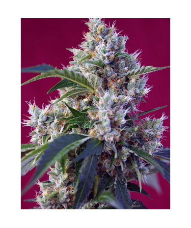 Semillas NYC Diesel feminizadas de Sweet Seed