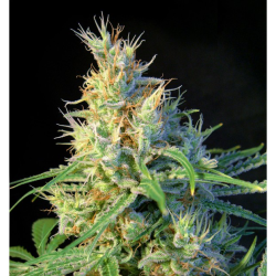 Semillas Psicodelicia feminizadas de Sweet Seed
