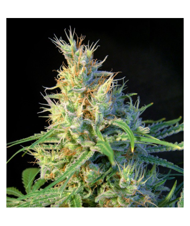 Semillas Psicodelicia feminizadas de Sweet Seed