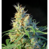 Semillas Psicodelicia feminizadas de Sweet Seed