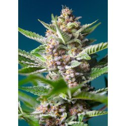 Semillas Purple Punch OG feminizadas de Sweet Seed