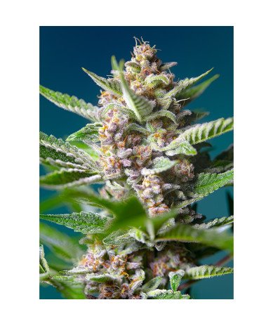 Semillas Purple Punch OG feminizadas de Sweet Seed