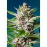Semillas Purple Punch OG feminizadas de Sweet Seed