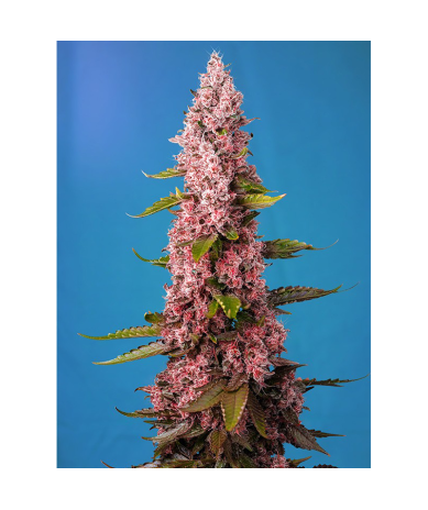 Semillas Red Hot Cookies feminizadas de Sweet Seed
