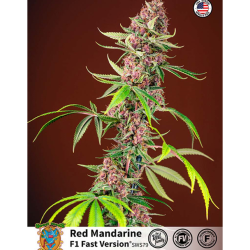 Semillas Red Mandarine F1 Fast Version feminizadas de Sweet Seed