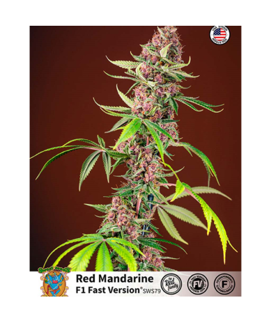 Semillas Red Mandarine F1 Fast Version feminizadas de Sweet Seed