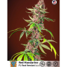 Semillas Red Mandarine F1 Fast Version feminizadas de Sweet Seed