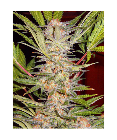 Semillas S.A.D Fast Version feminizadas de Sweet Seed