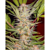 Semillas S.A.D Fast Version feminizadas de Sweet Seed