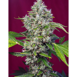 Semillas San Fernando Lemon Kush feminizadas de Sweet Seed
