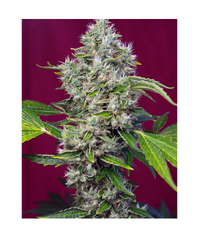 Semillas San Fernando Lemon Kush feminizadas de Sweet Seed
