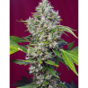 Semillas San Fernando Lemon Kush feminizadas de Sweet Seed