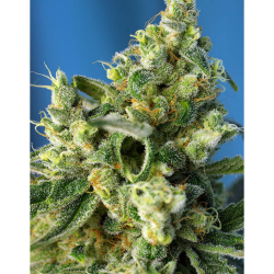Semillas Sweet Amnesia Haze feminizadas de Sweet Seed
