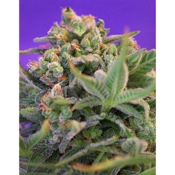 Semillas Sweet Cheese Fast Version feminizadas de Sweet Seed