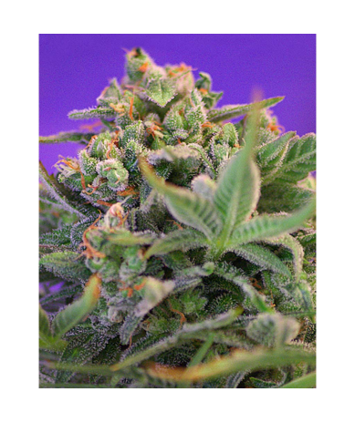 Semillas Sweet Cheese Fast Version feminizadas de Sweet Seed