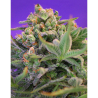 Semillas Sweet Cheese Fast Version feminizadas de Sweet Seed
