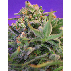 Semillas Sweet Cheese feminizadas de Sweet Seed