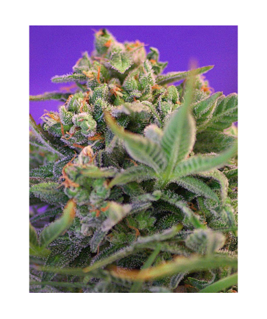 Semillas Sweet Cheese feminizadas de Sweet Seed