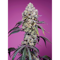 Semillas Sweet Mandarine Zkittlez Fast Version feminizadas de Sweet Seed