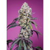 Semillas Sweet Mandarine Zkittlez Fast Version feminizadas de Sweet Seed