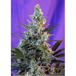 Semillas Sweet Skunk Fast Version feminizadas de Sweet Seed