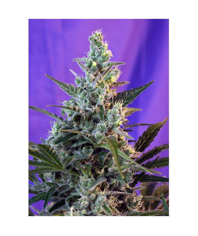 Semillas Sweet Skunk Fast Version feminizadas de Sweet Seed