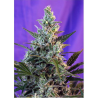Semillas Sweet Skunk Fast Version feminizadas de Sweet Seed