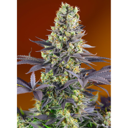 Semillas Sweet Zenzation feminizadas de Sweet Seed