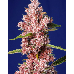Semillas Tropicanna Poison Fast Version feminizadas de Sweet Seed