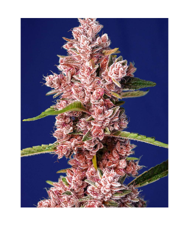 Semillas Tropicanna Poison Fast Version feminizadas de Sweet Seed