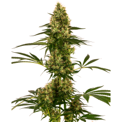 Semillas Nº119 Auto autoflorecientes de Sensi Seed