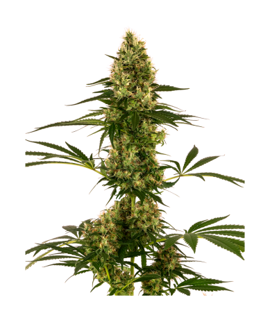 Semillas Nº119 Auto autoflorecientes de Sensi Seed