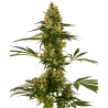 Semillas Nº119 Auto autoflorecientes de Sensi Seed