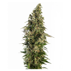 Semillas Afghani Nº1 Auto autoflorecientes de Sensi Seed