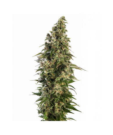 Semillas Afghani Nº1 Auto autoflorecientes de Sensi Seed