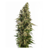 Semillas Afghani Nº1 Auto autoflorecientes de Sensi Seed