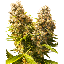 Semillas Banana Kush Cake Auto autoflorecientes de Sensi Seed