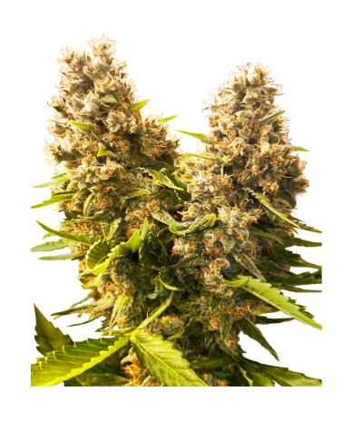 Semillas Banana Kush Cake Auto autoflorecientes de Sensi Seed