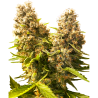 Semillas Banana Kush Cake Auto autoflorecientes de Sensi Seed
