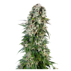 Semillas Big Bud Auto autoflorecientes de Sensi Seed