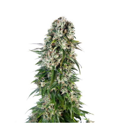 Semillas Big Bud Auto autoflorecientes de Sensi Seed