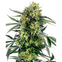 Semillas Blue Berry Skittlez Auto autoflorecientes de Sensi Seed
