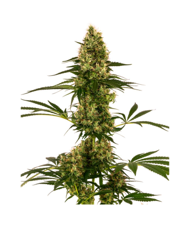 Semillas Blue Bullet Auto autoflorecientes de Sensi Seed