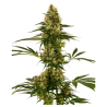 Semillas Blue Bullet Auto autoflorecientes de Sensi Seed